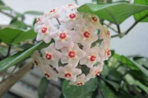 球兰的花语