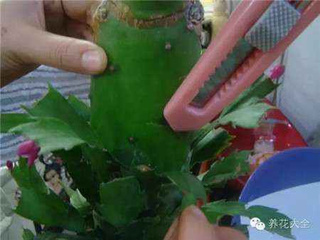 砧木处理 砧木处理