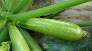 冬春种植西葫芦要注意什么？