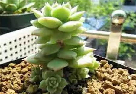 方法三:拔叶法 方法三:拔叶法