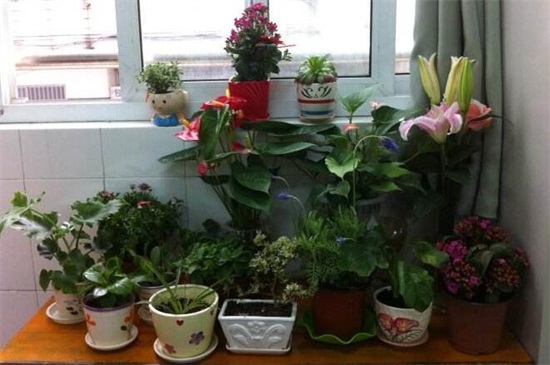 盘点植物角区域规则,6大规则将植物角养的郁郁葱葱