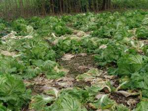 芥菜种植：软腐病对芥菜有哪些危害？