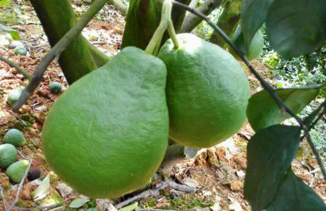 沙田柚种植几年结果？