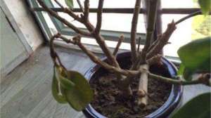 盆栽茉莉在几月份修剪