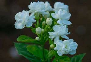 让茉莉爆花和延长花期的方法