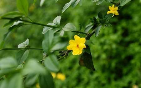 美丽的迎春花 美丽的迎春花