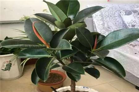 橡皮树 橡皮树