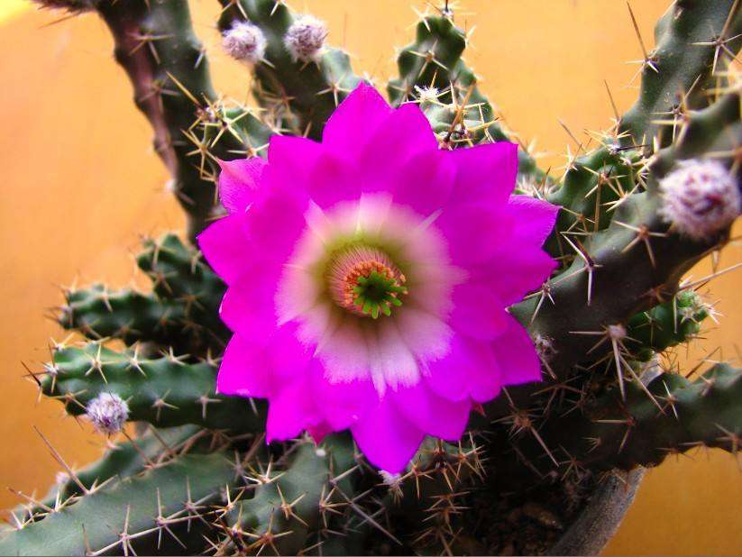 美花角 美花角