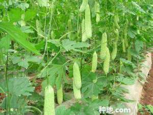 苦瓜如何科学栽培？