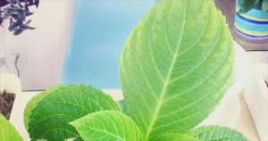 绣球花的种植技术：如何把水培的绣球花改成土培
