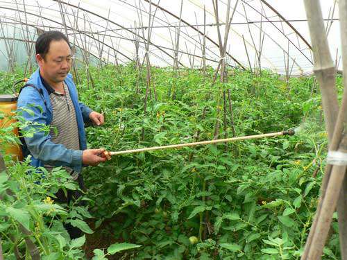 种植黄瓜怎么夺高产？黄瓜种植增产五法