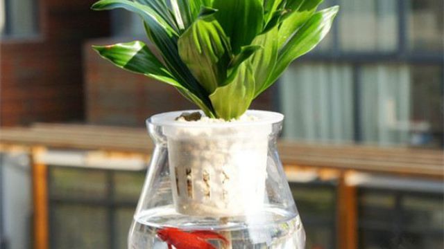 水培植物里可以养鱼吗 水培植物里可以养鱼吗