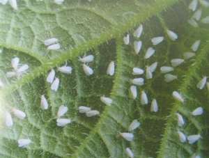 水稻病虫害防治：水稻白粉虱怎么防治？