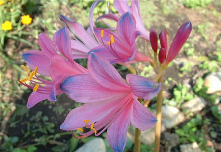 换锦花药用 换锦花药用