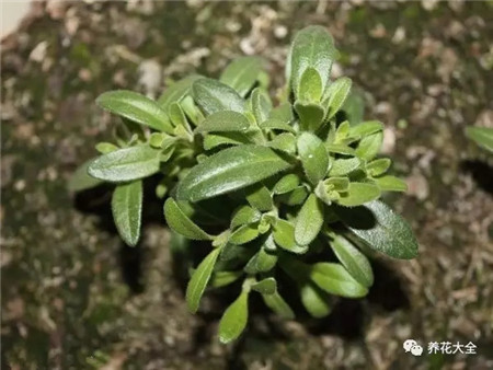 植株生长扦插 植株生长扦插