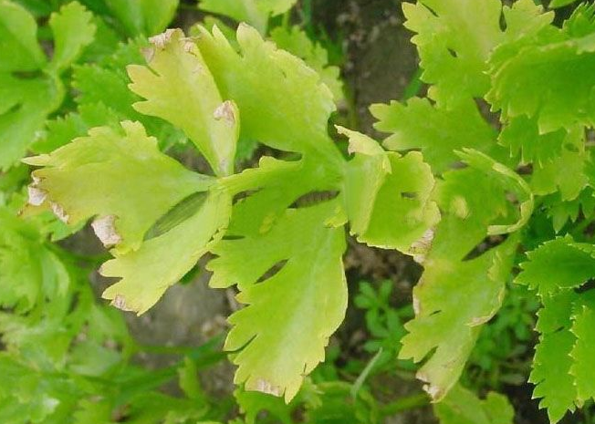 芹菜枯萎病的防治