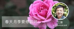 春天月季要修剪吗