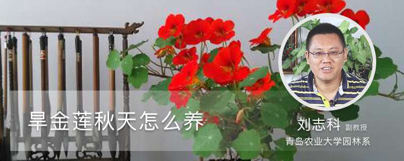 旱金莲秋天怎么养 旱金莲秋天怎么养