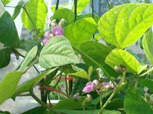 芸豆种植：芸豆花期