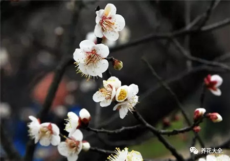 江梅 江梅