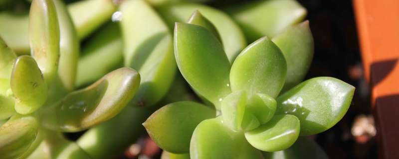 多肉植物铭月怎么养:如何修剪和养胖? 多肉植物铭月怎么养:如何修剪和养胖?