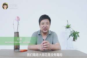 盆栽大丽花有毒吗