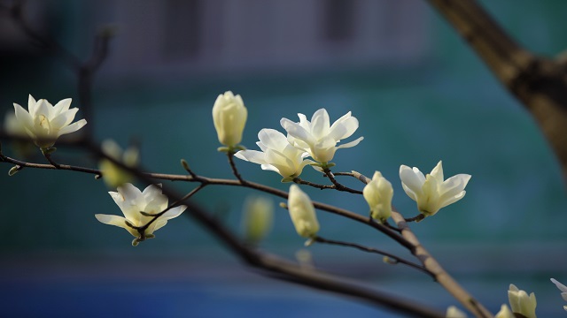 玉兰怎么养 玉兰怎么养