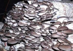 平菇栽培有什么方法能增产？