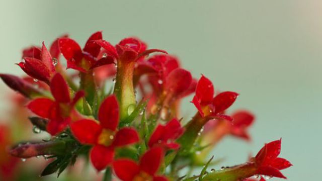 长寿花的浇水方法 长寿花的浇水方法