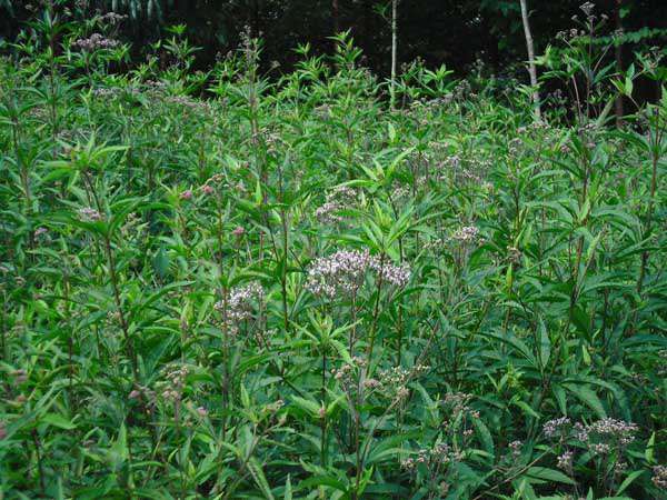 中药材种植技术