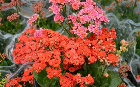 花卉 花卉