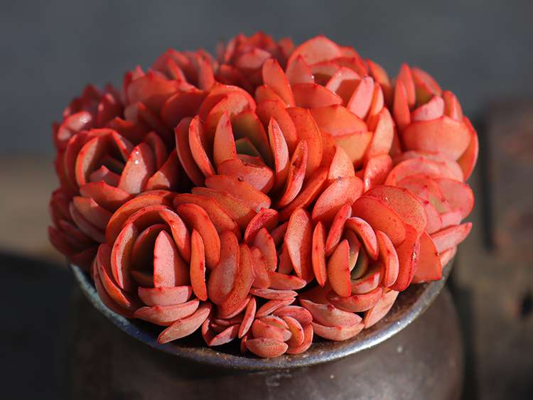 多肉秀妍 Echeveria Sunyan 多肉秀妍 Echeveria Sunyan