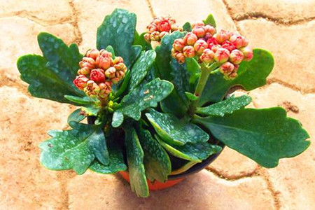 长寿花 长寿花