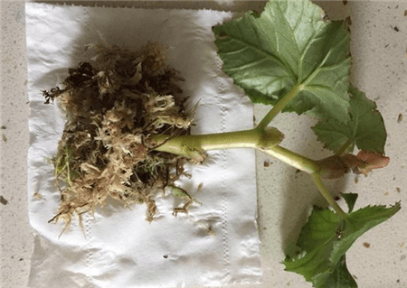 用水苔包裹 用水苔包裹