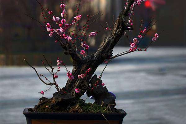 怎样使幼梅花树盆景显得苍老 怎样使幼梅花树盆景显得苍老