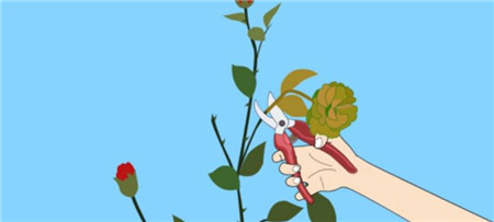摘除枯萎的蔷薇花 摘除枯萎的蔷薇花
