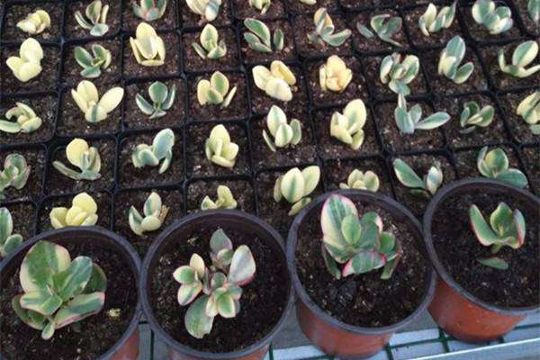 花月锦的繁殖方法有哪些 花月锦的繁殖方法有哪些