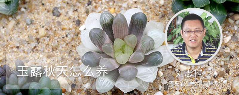 玉露秋天怎么养 玉露秋天怎么养