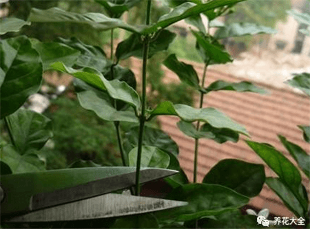 茉莉花修剪 茉莉花修剪
