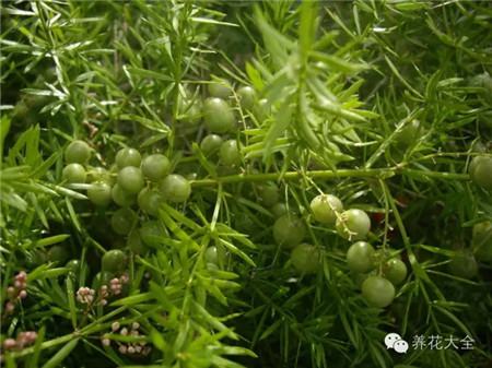 非洲天门冬 非洲天门冬