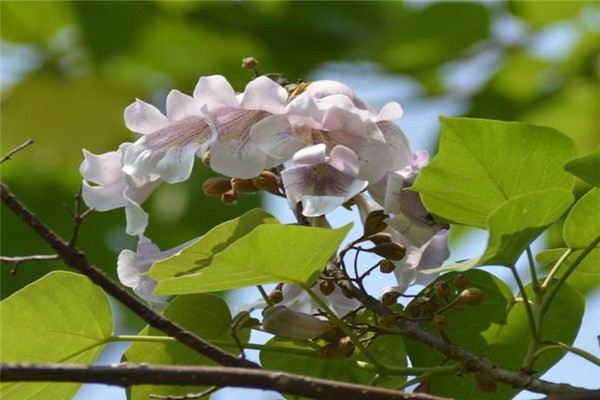 泡桐花可以吃吗 泡桐花可以吃吗
