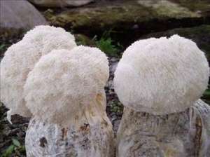 怎么样种植猴头菌？