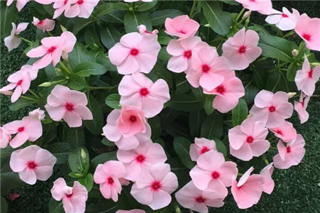 长春花 长春花