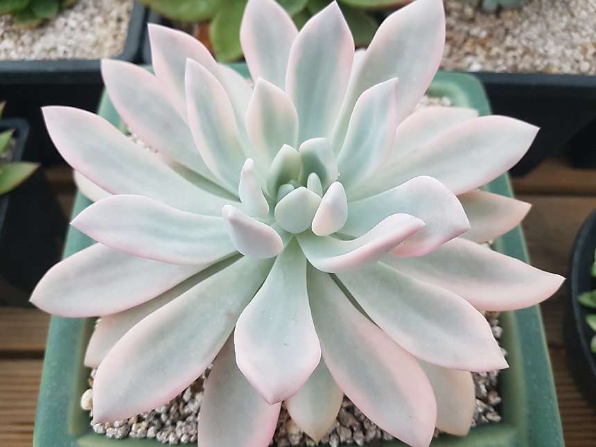 多肉植物奥普琳娜锦 多肉植物奥普琳娜锦