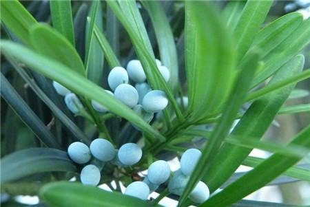罗汉松浇水注意事项 罗汉松浇水注意事项