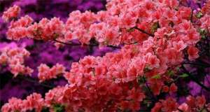 怎样盆栽梅花