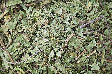 干薄荷叶 干薄荷叶