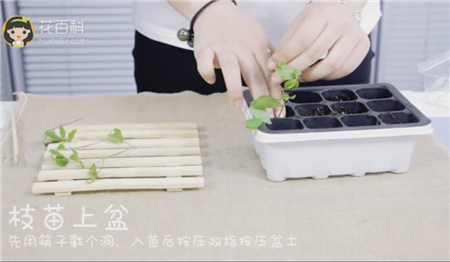 育苗 育苗
