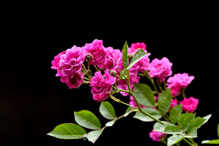 蔷薇花 蔷薇花