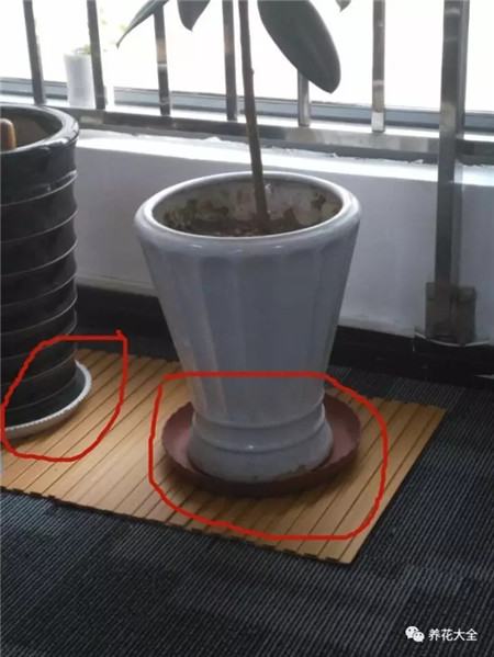 清理花盆底部泥土 清理花盆底部泥土